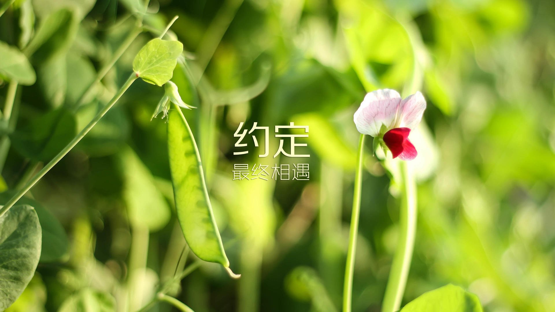 九游官网下载电脑版-青少年“梦想助跑”篮球公益在西安持续火热，弘扬青春正能量，青少年篮球宣传口号