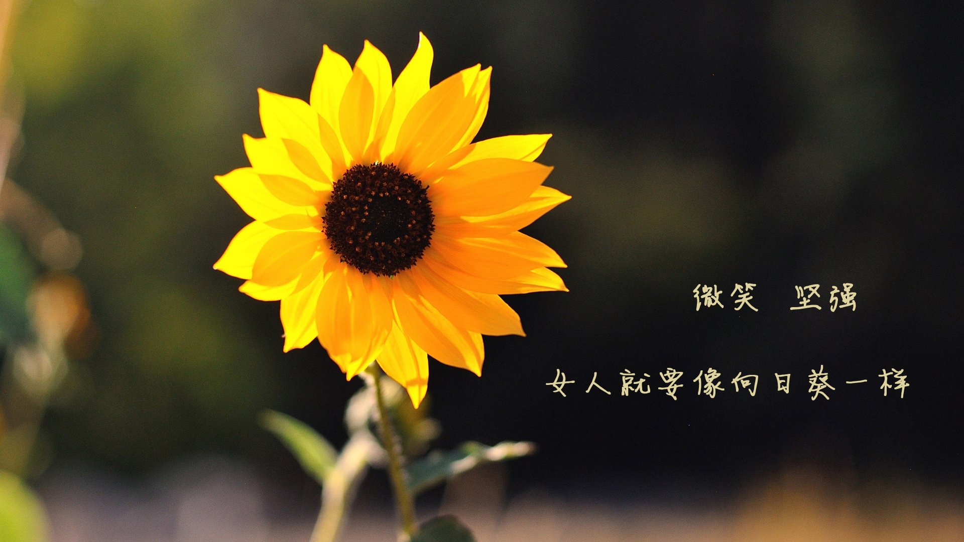 九游官网下载电脑版-谢菲联快速反击犀利，刀锋战士争夺积分，谢菲联战术